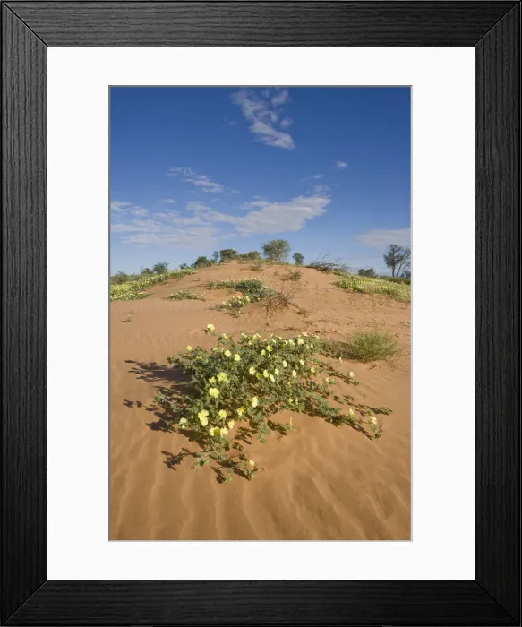 Framed Print : DDE-90022049 Framed Print : DDE-90022049