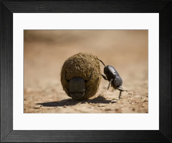 Framed Print : DDE-90022050 Framed Print : DDE-90022050