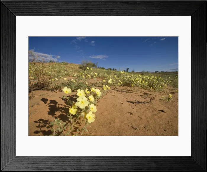 Framed Print : DDE-90022048 Framed Print : DDE-90022048