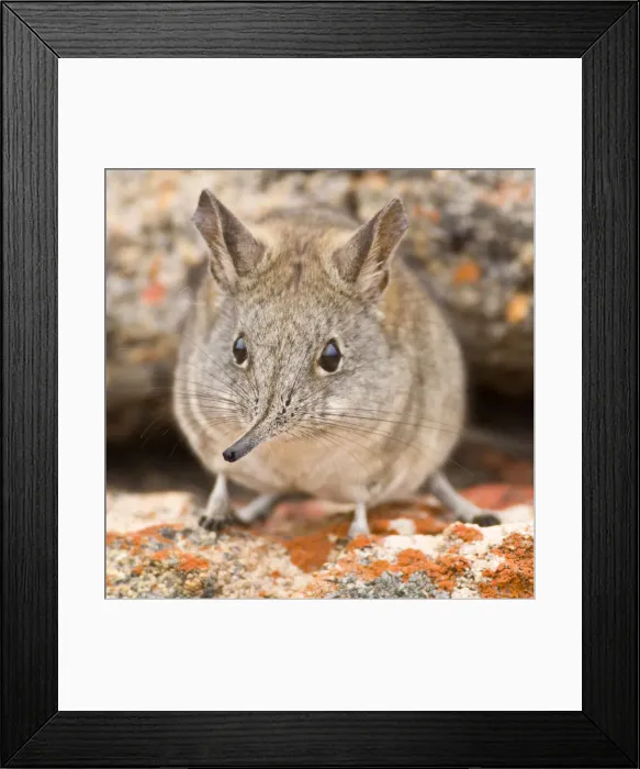 Framed Print : DDE-90022054