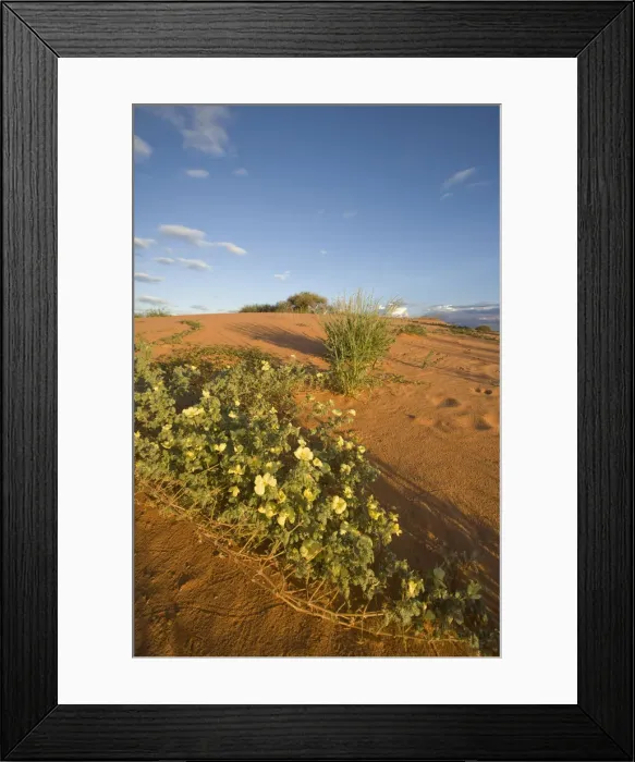 Framed Print : DDE-90022053 Framed Print : DDE-90022053