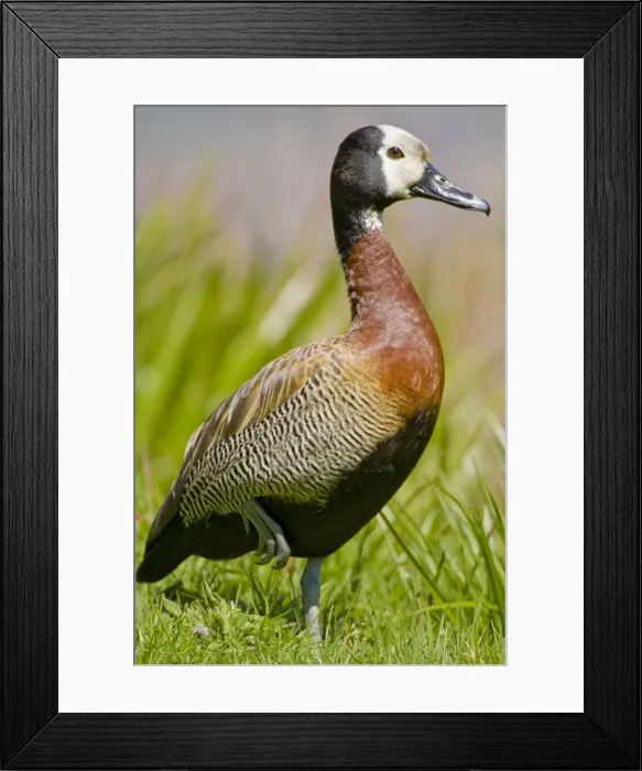 Framed Print : DDE-90022056 Framed Print : DDE-90022056