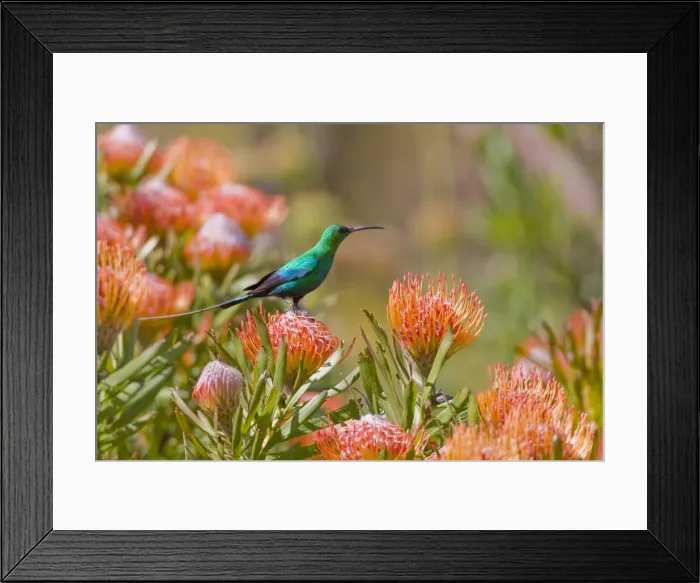 Framed Print : DDE-90022057 Framed Print : DDE-90022057