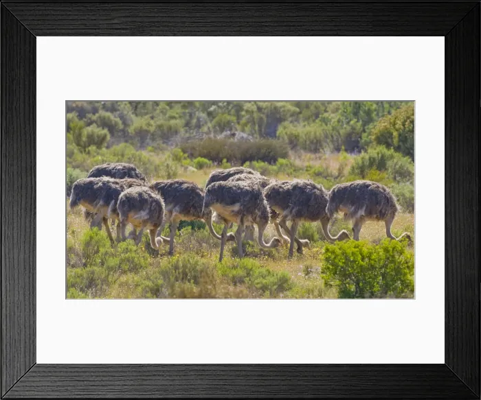 Framed Print : DDE-90022058 Framed Print : DDE-90022058
