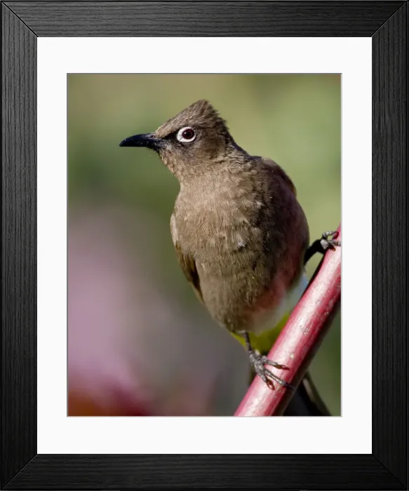 Framed Print : DDE-90022059 Framed Print : DDE-90022059