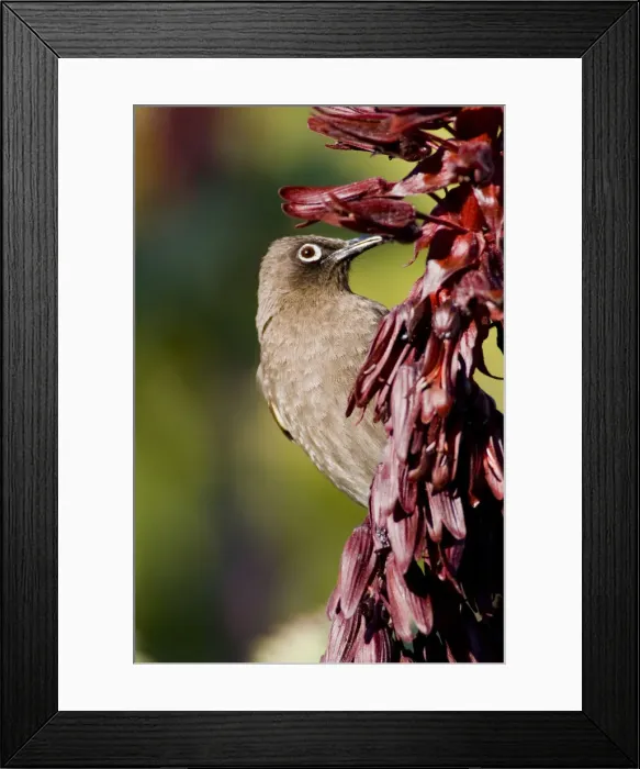 Framed Print : DDE-90022060 Framed Print : DDE-90022060