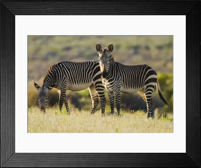 Framed Print : DDE-90022061 Framed Print : DDE-90022061