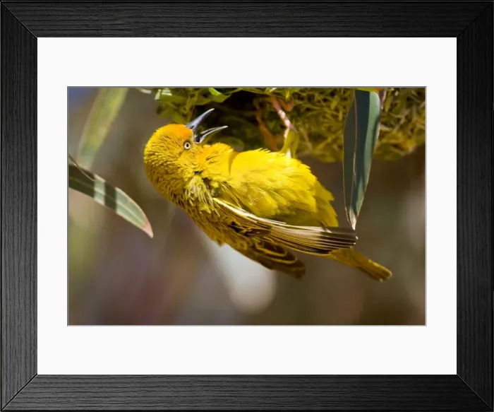 Framed Print : DDE-90022062 Framed Print : DDE-90022062
