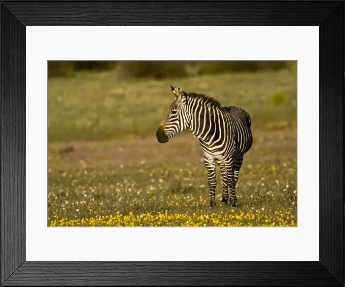 Framed Print : DDE-90022063 Framed Print : DDE-90022063