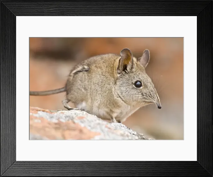 Framed Print : DDE-90022055 Framed Print : DDE-90022055