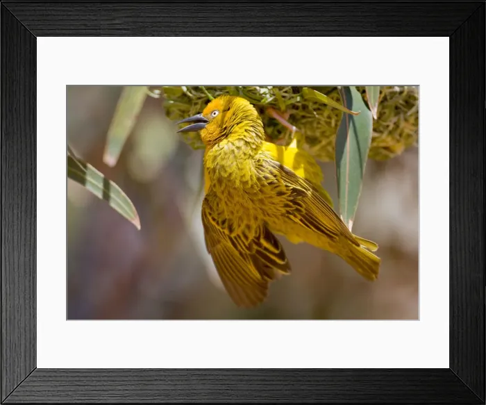 Framed Print : DDE-90022066 Framed Print : DDE-90022066