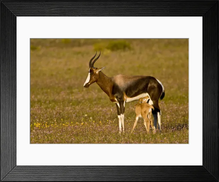 Framed Print : DDE-90022067 Framed Print : DDE-90022067