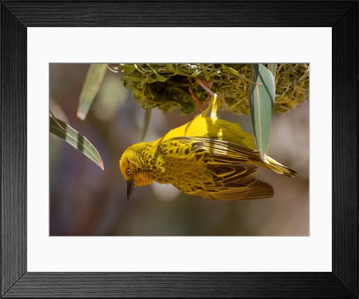 Framed Print : DDE-90022068 Framed Print : DDE-90022068