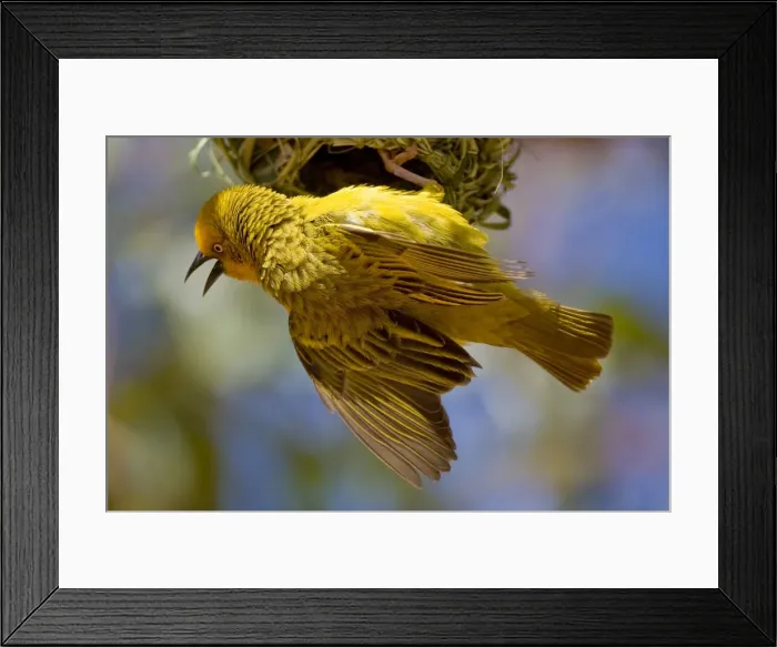 Framed Print : DDE-90022069 Framed Print : DDE-90022069