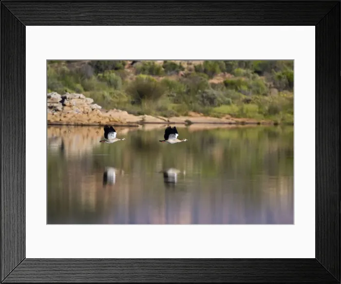 Framed Print : DDE-90022070 Framed Print : DDE-90022070