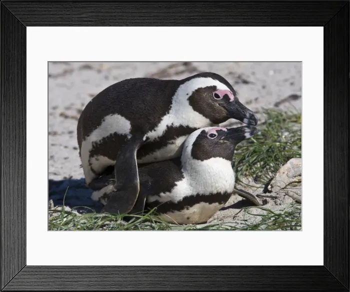 Framed Print : DDE-90022071 Framed Print : DDE-90022071
