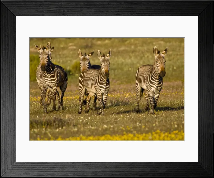 Framed Print : DDE-90022064 Framed Print : DDE-90022064