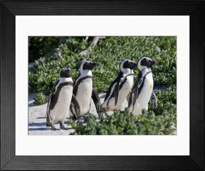 Framed Print : DDE-90022073 Framed Print : DDE-90022073