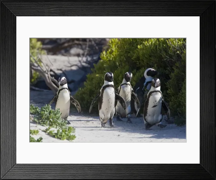 Framed Print : DDE-90022072 Framed Print : DDE-90022072