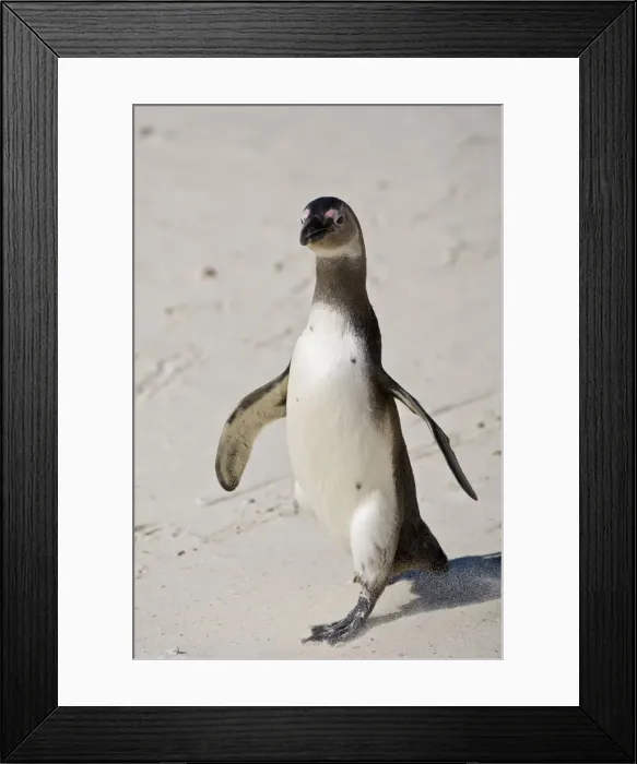 Framed Print : DDE-90022075 Framed Print : DDE-90022075