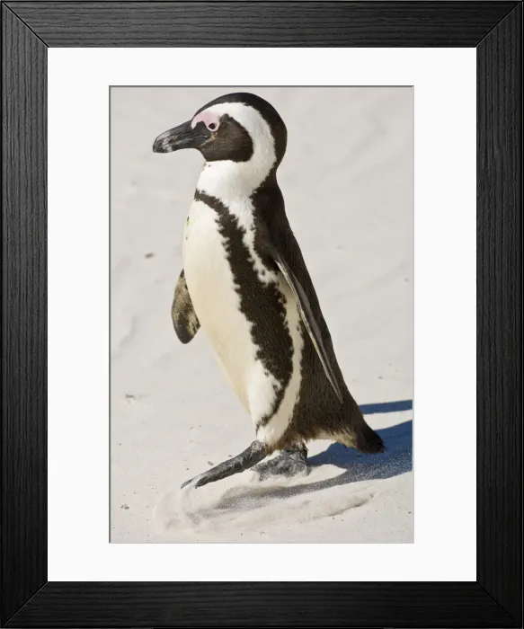 Framed Print : DDE-90022074 Framed Print : DDE-90022074
