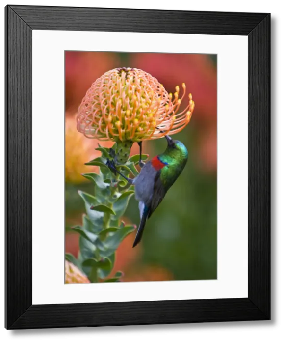 Framed Print : DDE-90022077