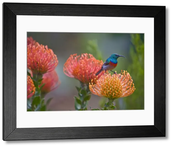 Framed Print : DDE-90022078 Framed Print : DDE-90022078