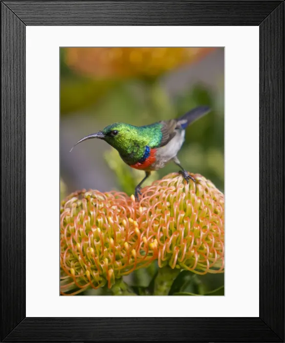 Framed Print : DDE-90022076