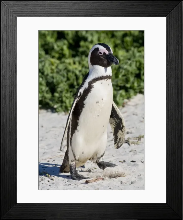 Framed Print : DDE-90022079 Framed Print : DDE-90022079