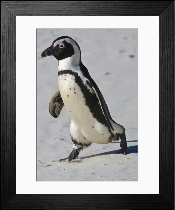 Framed Print : DDE-90022081 Framed Print : DDE-90022081