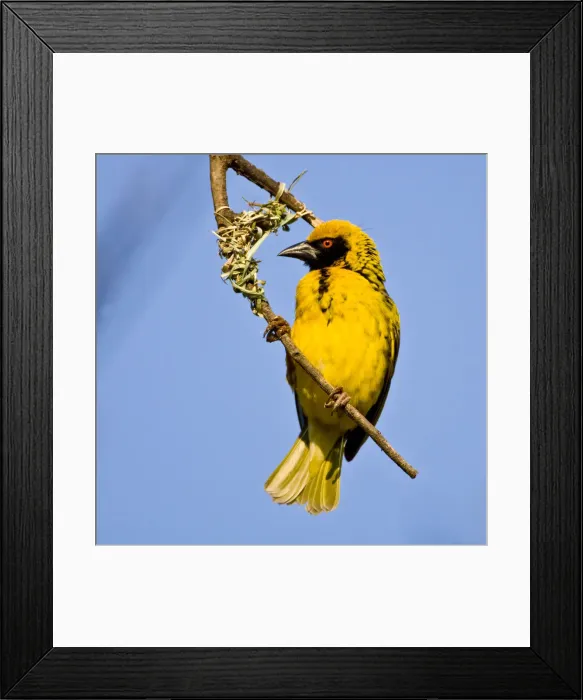 Framed Print : DDE-90022083 Framed Print : DDE-90022083