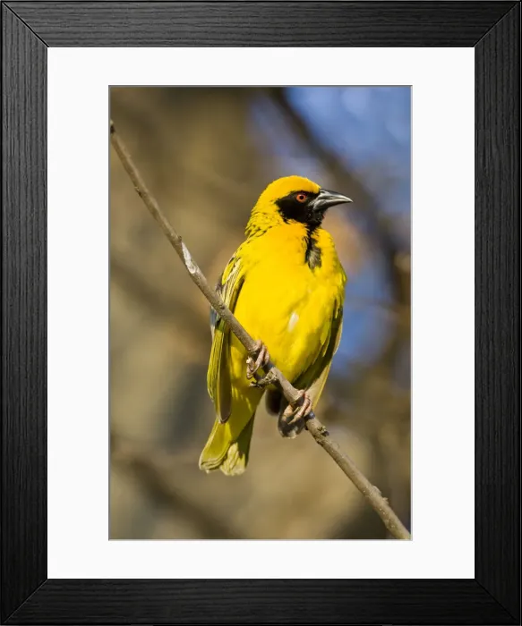 Framed Print : DDE-90022085 Framed Print : DDE-90022085