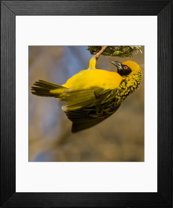 Framed Print : DDE-90022084