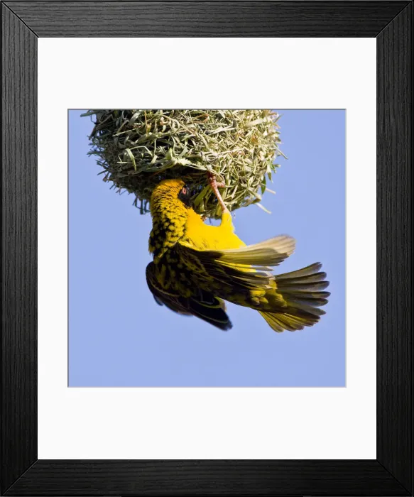 Framed Print : DDE-90022086 Framed Print : DDE-90022086