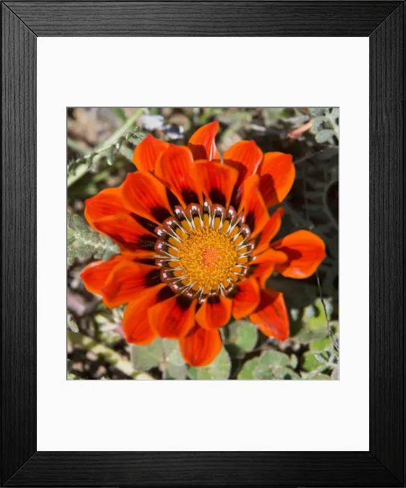 Framed Print : DDE-90022089