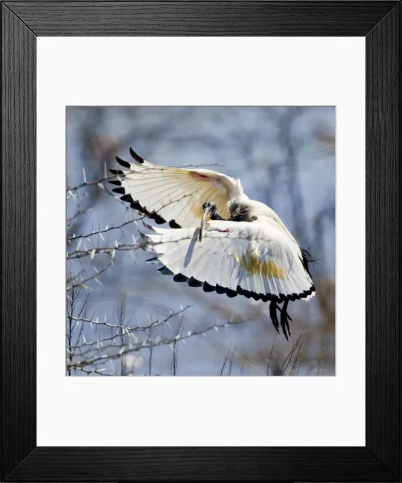 Framed Print : DDE-90022090 Framed Print : DDE-90022090