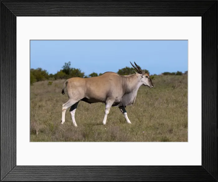 Framed Print : DDE-90022092