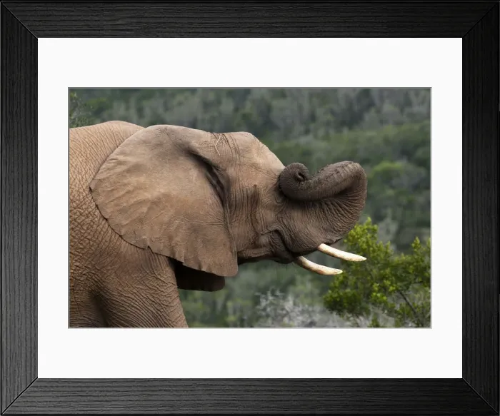 Framed Print : DDE-90022093 Framed Print : DDE-90022093