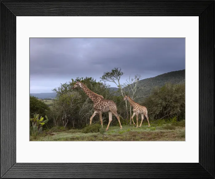 Framed Print : DDE-90022094 Framed Print : DDE-90022094