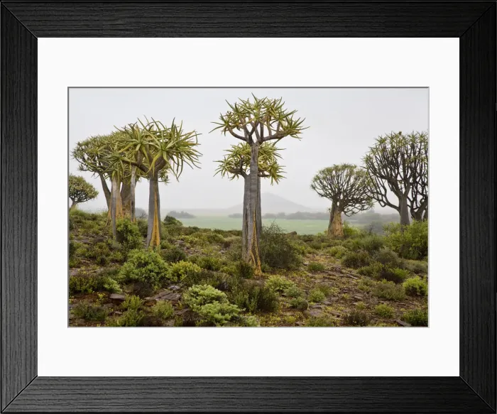 Framed Print : DDE-90022091 Framed Print : DDE-90022091