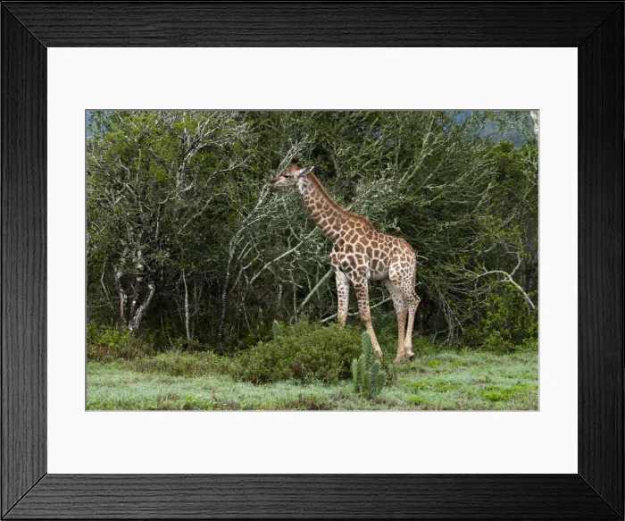 Framed Print : DDE-90022095 Framed Print : DDE-90022095