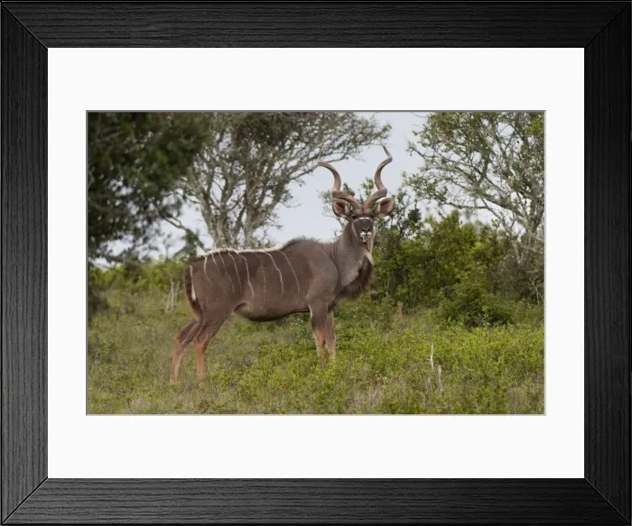 Framed Print : DDE-90022096 Framed Print : DDE-90022096