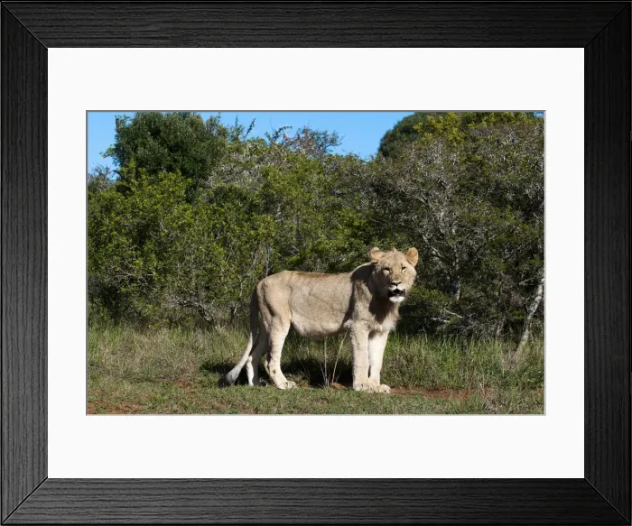 Framed Print : DDE-90022098 Framed Print : DDE-90022098