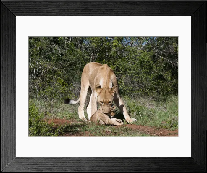 Framed Print : DDE-90022097 Framed Print : DDE-90022097
