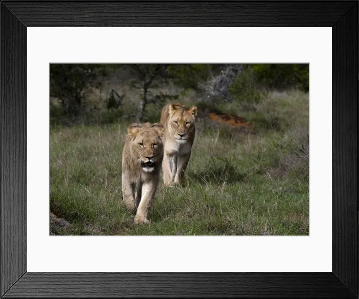 Framed Print : DDE-90022099 Framed Print : DDE-90022099