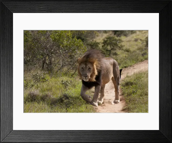 Framed Print : DDE-90022100 Framed Print : DDE-90022100