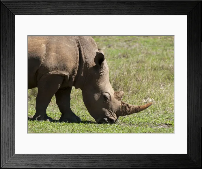 Framed Print : DDE-90022101 Framed Print : DDE-90022101