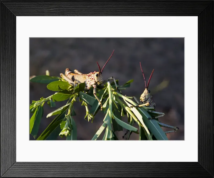 Framed Print : DDE-90022103 Framed Print : DDE-90022103