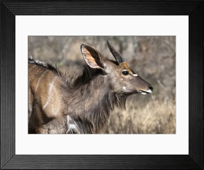 Framed Print : DDE-90022105 Framed Print : DDE-90022105