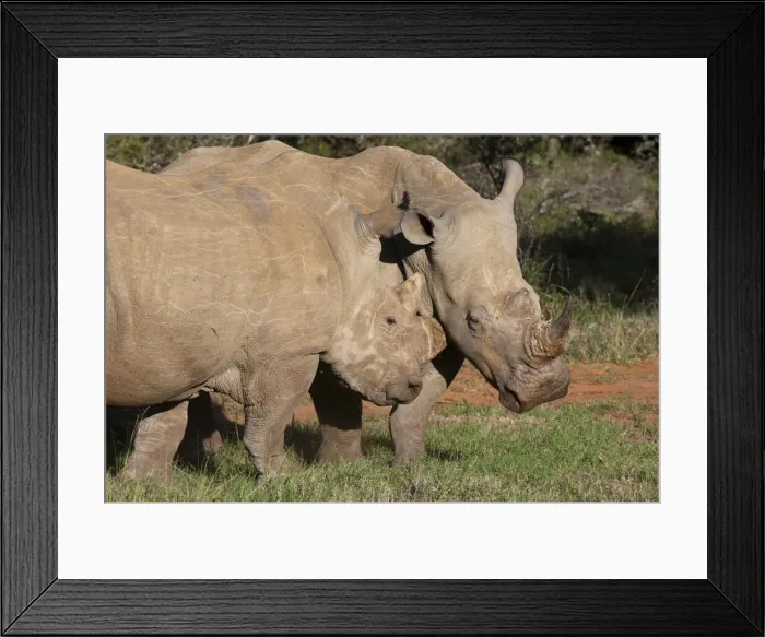 Framed Print : DDE-90022102 Framed Print : DDE-90022102
